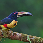 Ara&ccedil;ari-de-pesco&ccedil;o-preto // Tucancillo collarejo //Collared Aracari