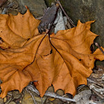 Dried-Leaf