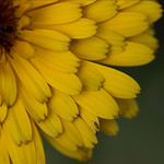 Calendula, Future World, Epcot