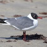 Laughing Gull (Leucophaeus atricilla)