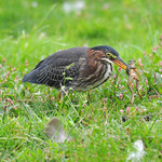 JHG_8876-bb Green Heron