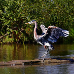 Dancing Heron