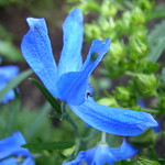 larkspur