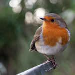 Curious Robin