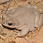 Red Spotted Toad