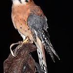 Kestrel