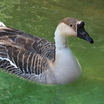 African Goose