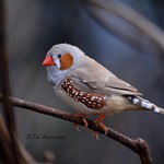 Zebra Finch