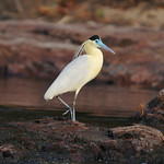 Capped Heron