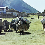Yaks in Tengboche, Nepal