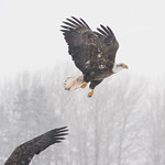Bald Eagle (Haliaeetus leucocephalus )
