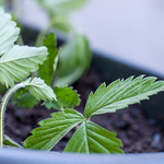 Strawberry fields forever