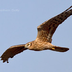 Montagu's-Harrier_3445