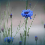 Dreaming the blues (Explore)