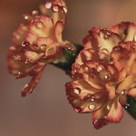 💧& 🌸 Explore 8