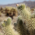 Cholla Cactus