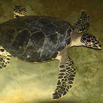 Sri Lanka 2013 (2) 062