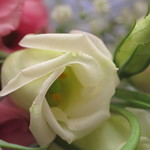 Eleni.... A Beautiful Flower...