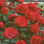 Each day I thank my lucky stars for you