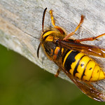 Wasp