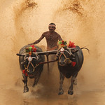 Kambala