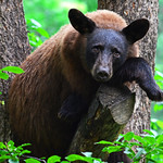 Black Bear (chocolate)