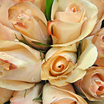 Elegant Rose Bouquet