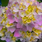 Hydrangea Blossoms