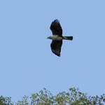 Bonelli's Eagle