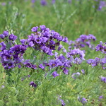 The Bluebells of Texas