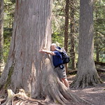 Trail of the Cedars - 18 How Big Around is this Western Red Cedar (Thuja plicata)