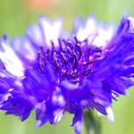 cornflower