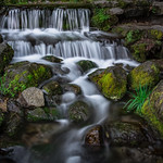 Small and magic Fern Springs