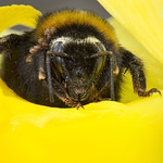 Buff-tailed Bumblebee Queen