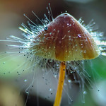 Spinellus fusiger on Mycena epipterigyna