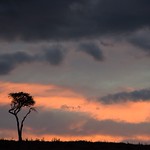 Sunset Tree - Lewa Wildlife Conservancy