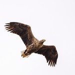 White Tailed Eagle
