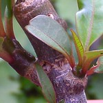 bloom day September 001