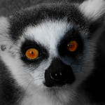 I'm gonna hypnotize you