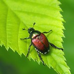 I have never seen a Japanese Beetle on foliage that was perfectly un-chewed! He must have just arrived!
