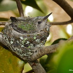 Anna's Hummer Baby 6279