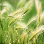 Simple nature (Explore #351 - 2016-05-26)