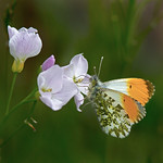 Orange Tip - Anthocharis cardamines