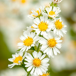 Small White Aster (Aster vimineus)