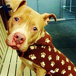 FREEMAN - Sound the bugle now - play it just for me ...