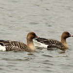 Pink-footed Goose