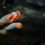 Sarcoscypha coccinea (Scarlet Elfcup) fungus