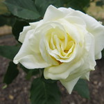 Ballantyne Memorial Rose Garden