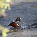Drake harlequin duck, Histrionicus histrionicus
