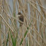 Reed Warbler at Woodberry Wetlands near Hackney, London, England - May 2016